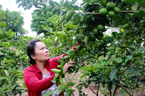 Phân tích cây trồng