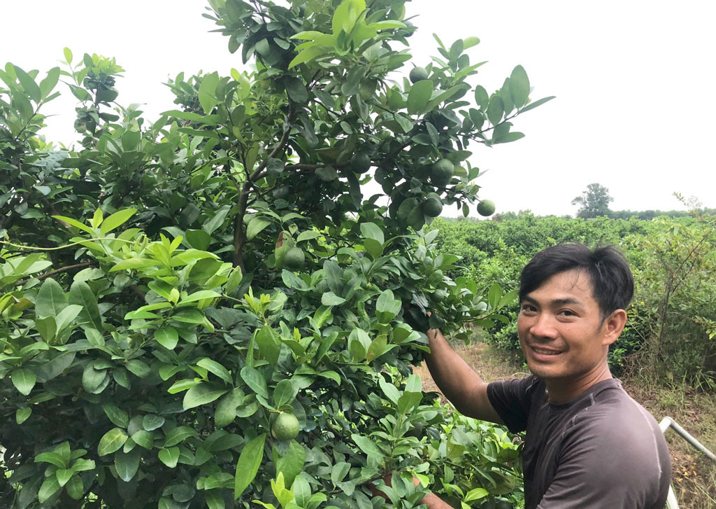 Nhận diện sâu bệnh