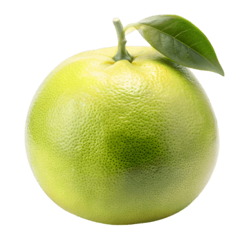 Phân tích cây bưởi